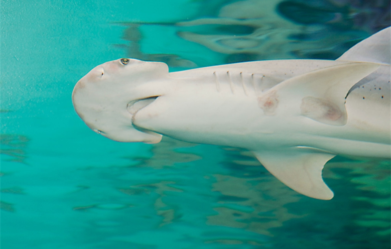 Bonnethead Shark CREDIT: Julie Larsen Maher/WCS